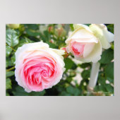 Rosa Pierre de Ronsard (Poster) Poster (Voorkant)