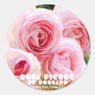 Rosa Pierre de Ronsard [Ronde zegel] ラウンドシ ール Ronde Sticker