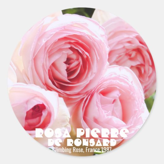 Rosa Pierre de Ronsard [Ronde zegel] ラウンドシ ール Ronde Sticker (Voorkant)