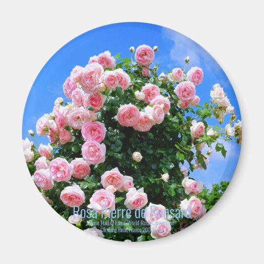 Rosa Pierre de Ronsard [Round Magnet] Magneet (Voorkant)