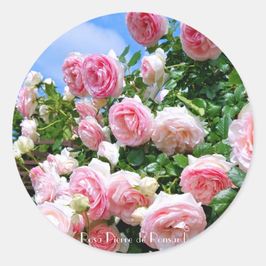 Rosa Pierre de Ronsard [Round Seal] ラウンドシール Ronde Sticker (Voorkant)