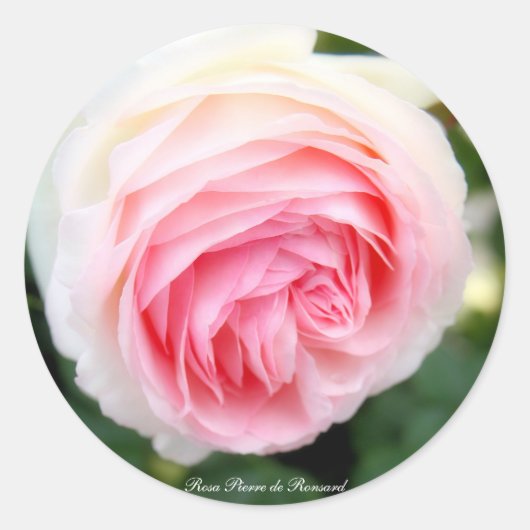 Rosa Pierre de Ronsard:Round Seal Ronde Sticker (Voorkant)