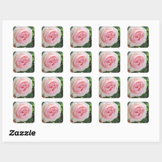 Rosa Pierre de Ronsard:Seal Vierkante Sticker (Vel)