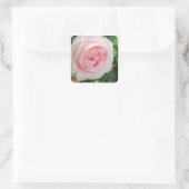 Rosa Pierre de Ronsard:Seal Vierkante Sticker (Tas)