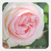 Rosa Pierre de Ronsard:Seal Vierkante Sticker (Voorkant)