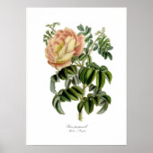 Rosa pimprenelle poster (Voorkant)