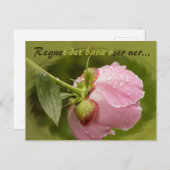 Rosa pion med glittrande vattendroppar CC0516 Briefkaart (Voorkant / Achterkant)