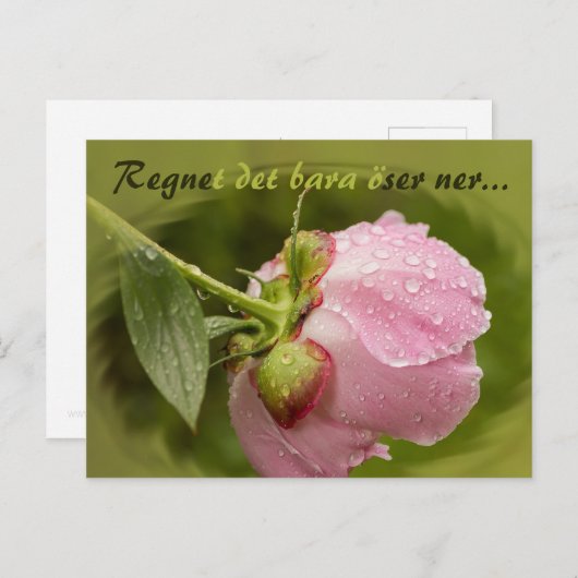 Rosa pion med glittrande vattendroppar CC0516 Briefkaart (Voorkant / Achterkant)