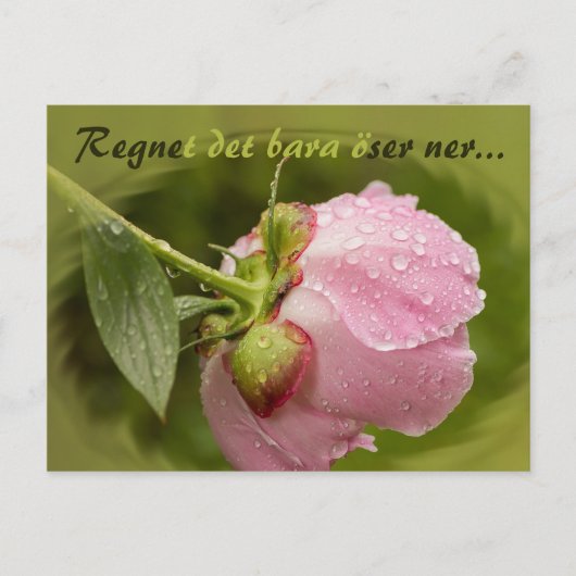 Rosa pion med glittrande vattendroppar CC0516 Briefkaart (Voorkant)