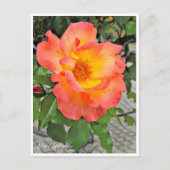 Rosa Playboy Briefkaart (Voorkant)