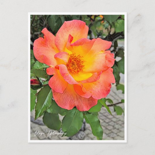 Rosa Playboy Briefkaart (Voorkant)