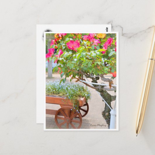 Rosa Playboy Briefkaart (Voorkant / Achterkant in situ)