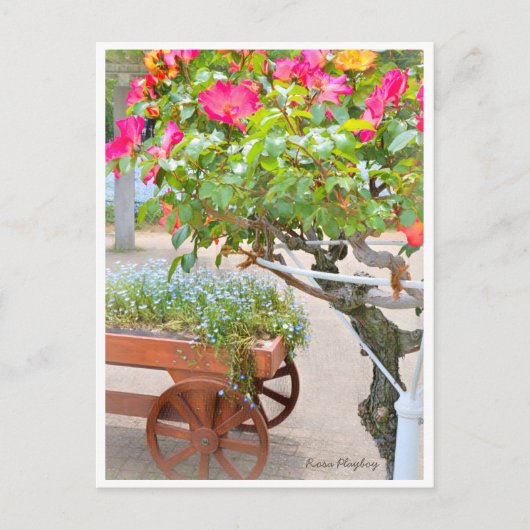 Rosa Playboy Briefkaart (Voorkant)