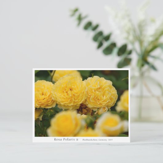 Rosa Polaris α Briefkaart (Staand voorkant)