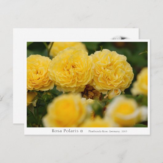 Rosa Polaris α Briefkaart (Voorkant / Achterkant)