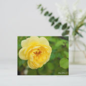 Rosa Polaris α [Postcard] Briefkaart (Staand voorkant)