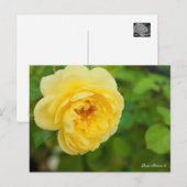 Rosa Polaris α [Postcard] Briefkaart (Voorkant / Achterkant)