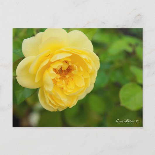 Rosa Polaris α [Postcard] Briefkaart (Voorkant)