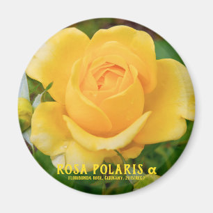 Rosa Polaris α [Ronde magneet] Magneet