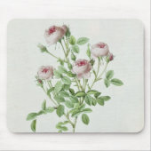 Rosa Pomponia uit de Les-Rozen Muismat (Voorkant)