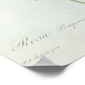 Rosa Pomponia uit de Les-Rozen Poster (Hoek)