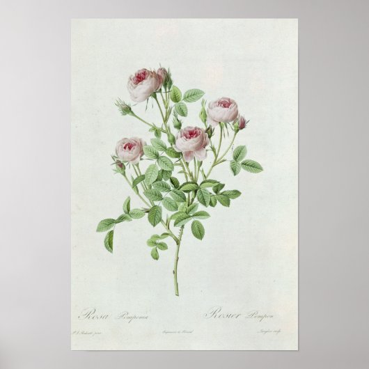 Rosa Pomponia uit de Les-Rozen Poster (Voorkant)