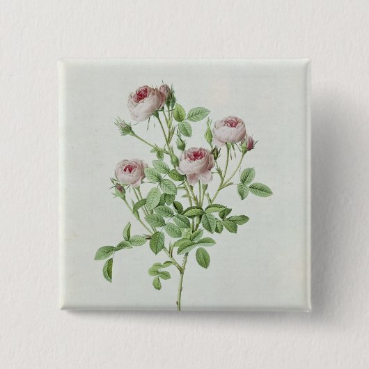 Rosa Pomponia uit de Les-Rozen Vierkante Button 5,1 Cm (Voorkant)