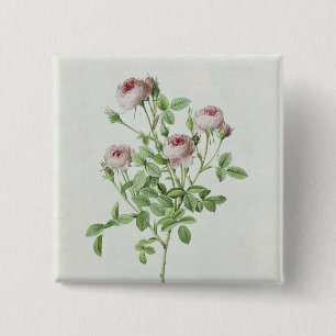 Rosa Pomponia uit de Les-Rozen Vierkante Button 5,1 Cm
