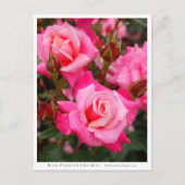 Rosa Princess Chichibu Briefkaart (Voorkant)