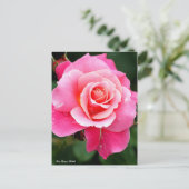 Rosa Princess Chichibu：Postcard Briefkaart (Staand voorkant)