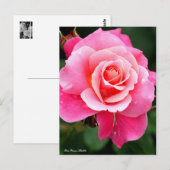 Rosa Princess Chichibu：Postcard Briefkaart (Voorkant / Achterkant)