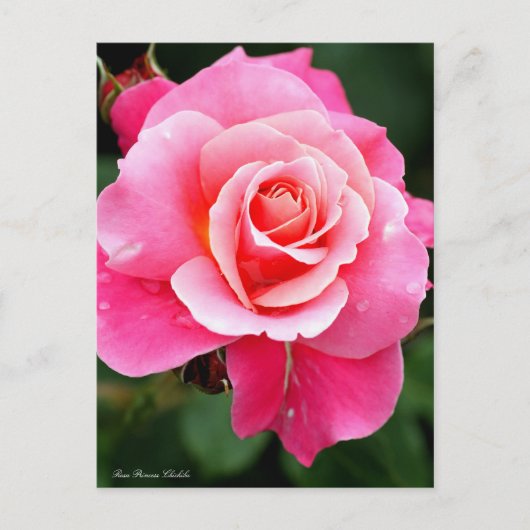 Rosa Princess Chichibu：Postcard Briefkaart (Voorkant)