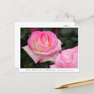 Rosa Princesse de Monaco Briefkaart