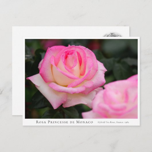 Rosa Princesse de Monaco Briefkaart (Voorkant / Achterkant)