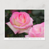 Rosa Princesse de Monaco Briefkaart (Voorkant)