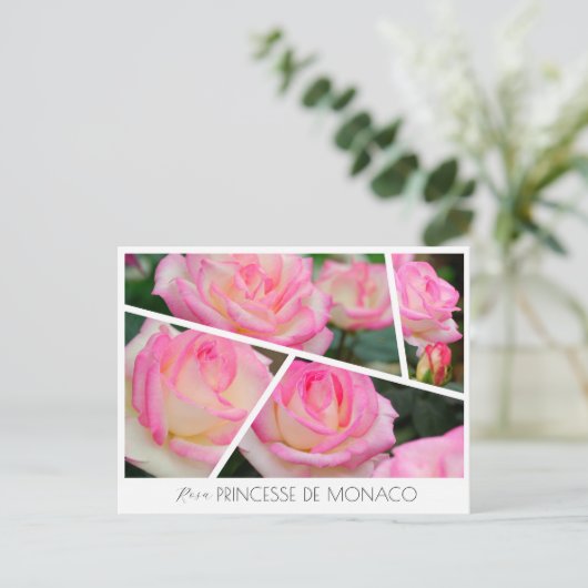 Rosa Princesse de Monaco Briefkaart (Staand voorkant)