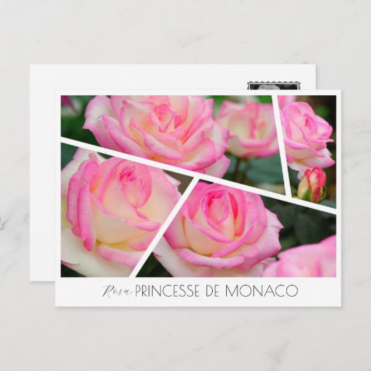 Rosa Princesse de Monaco Briefkaart (Voorkant / Achterkant)