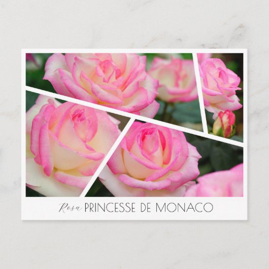 Rosa Princesse de Monaco Briefkaart (Voorkant)
