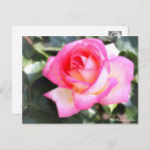 Rosa Princesse de Monaco:Briefkaart Briefkaart (Voorkant / Achterkant)