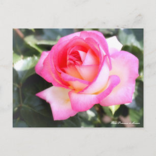 Rosa Princesse de Monaco:Briefkaart Briefkaart