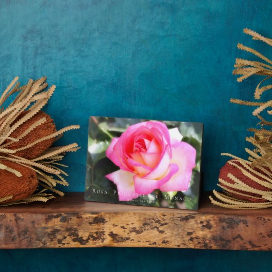 Rosa Princesse de Monaco:Fotoplark Fotoplaat (Zijkant)