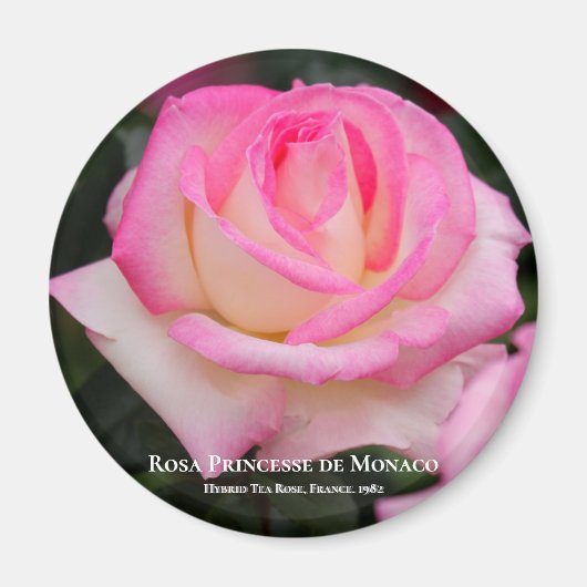 Rosa Princesse de Monaco Magneet (Voorkant)