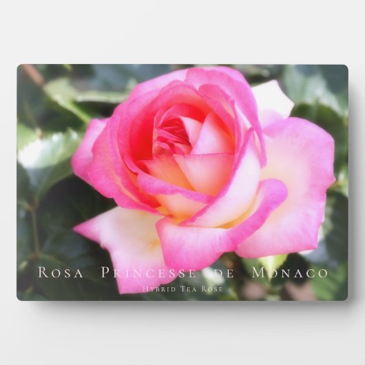 Rosa Princesse de Monaco:Photoplark Fotoplaat (voorkant)
