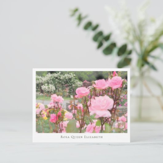 Rosa Queen Elizabeth Briefkaart (Staand voorkant)