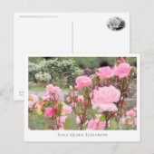 Rosa Queen Elizabeth Briefkaart (Voorkant / Achterkant)