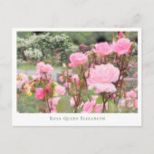 Rosa Queen Elizabeth Briefkaart (Voorkant)