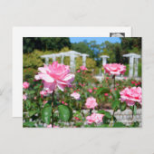 Rosa Queen Elizabeth Briefkaart (Voorkant / Achterkant)