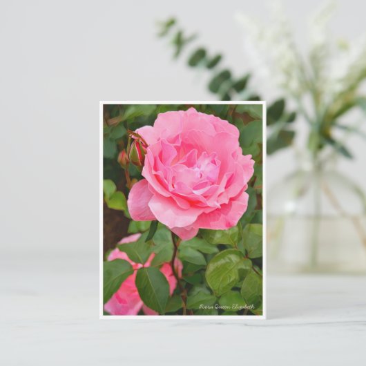 Rosa Queen Elizabeth Briefkaart (Staand voorkant)