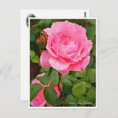 Rosa Queen Elizabeth Briefkaart (Voorkant / Achterkant)