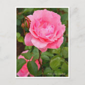 Rosa Queen Elizabeth Briefkaart (Voorkant)